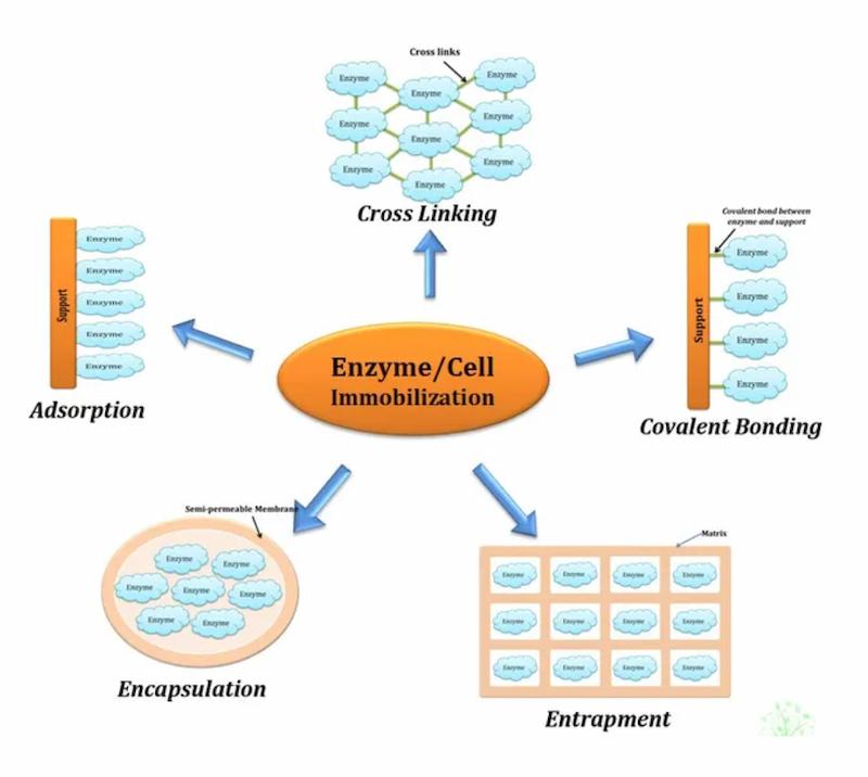 Why Are Hydrophobic Carriers Advantageous for Immobilizing Enzymes?